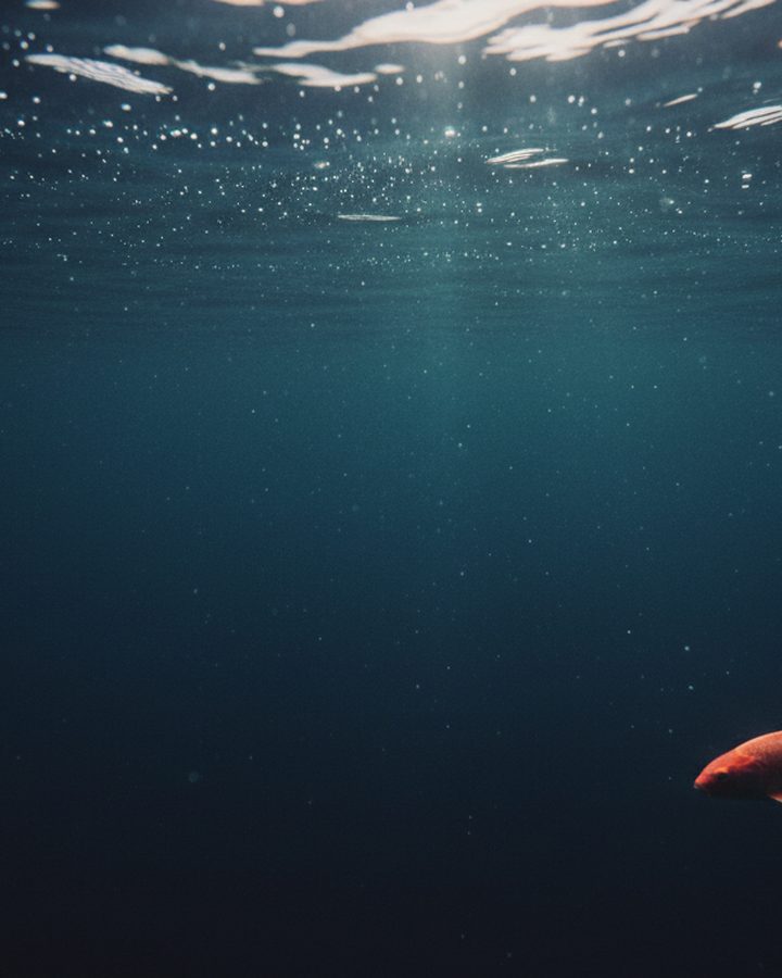 A single coral-orange koi fish swimming in deep navy water — cover image for apps.fish issue 05, may 2026.